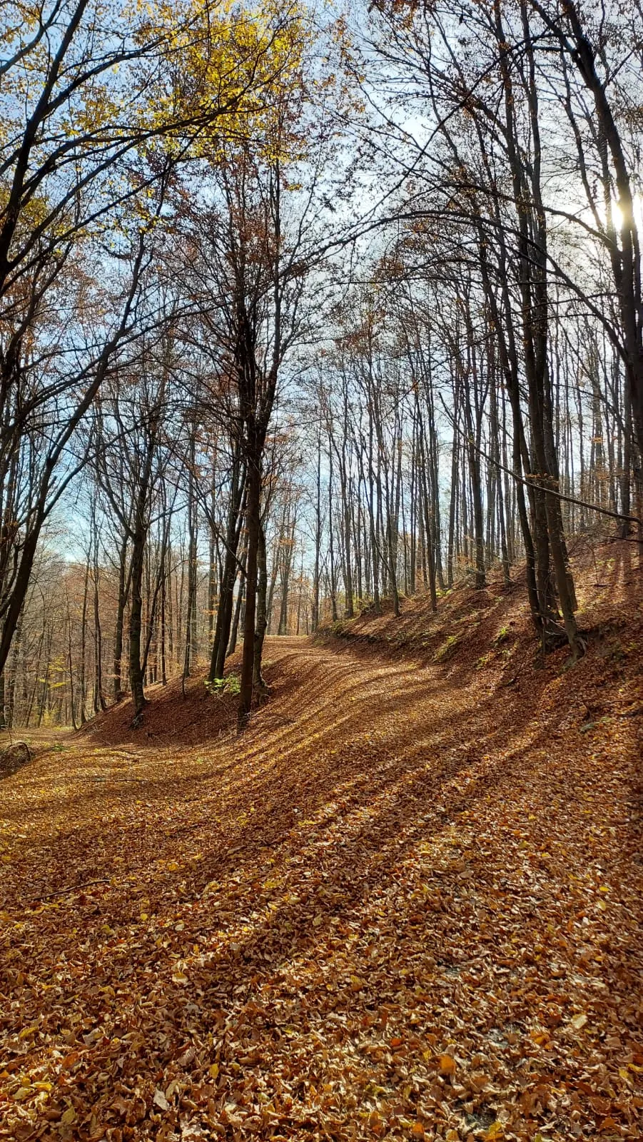 Pădure, toamna