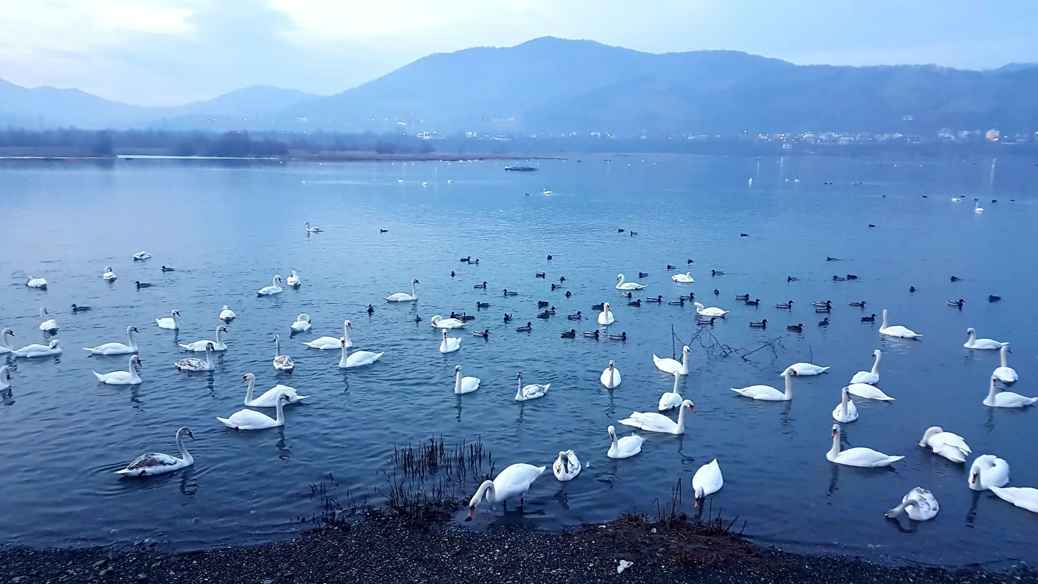 Lebede pe lac, Piatra-Neamț